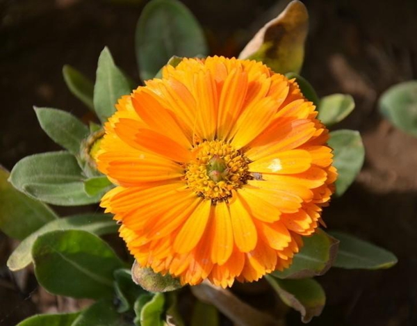 Lutein 10% from Marigold
