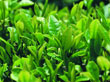 Banaba leaf extract Corosolic Acid
